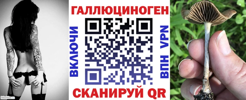Галлюциногенные грибы Psilocybe  Купить закладки  Кяхта 